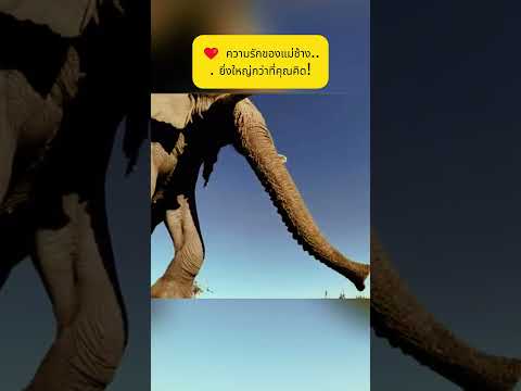 🌧️🐘 ช้างหาน้ำได้อย่างไร ความสามารถที่มนุษย์ยัง#trending #shorts