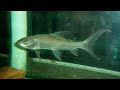 Another Problem Feeder Cirrhinus Microlepis Aka Small Scale Mud Carp 14in 35cm At 4 Years Old Part I