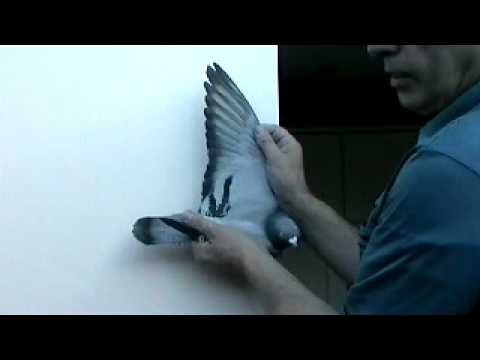 How To Judge A Pigeons Racing Distance