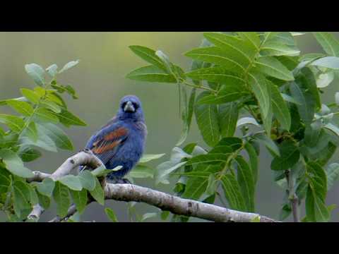Pápežík modrý (Passerina caerulea) — spev a hlas v prírode