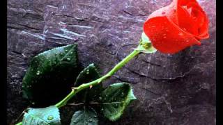 LeAnn Rimes ~ Some Say Love~The Rose