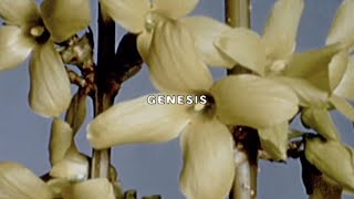 $UICIDEBOY$ - GENESIS (Lyric Video)