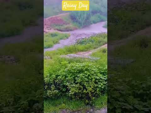 Rainy Day | @MudassarUniverse #nature #flowers