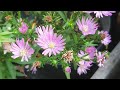 ASTER PLANT | More Flowers and plant care tips