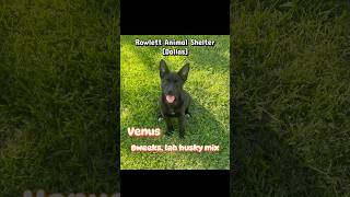 Video preview image #1 Labsky Puppy For Sale in Rowlett, TX, USA