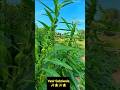 How These Farmers Sow And Harvest Sesame L Sesamefarming‎ Sesamestreet Agriculture