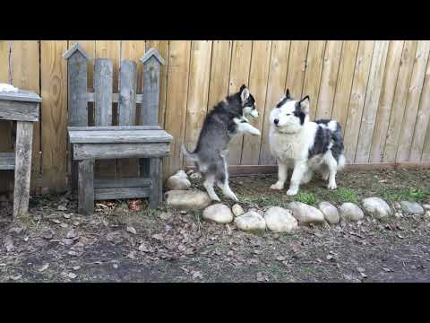 Luna playing with Tiana