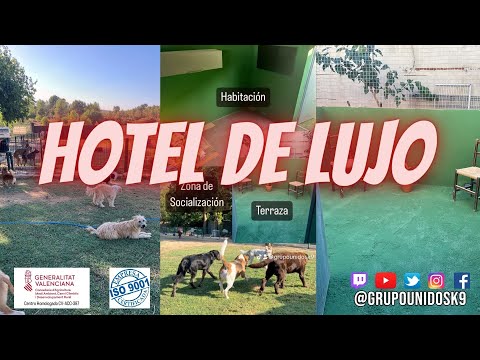 Estancias de lujo en la Residencia Canina Unidos #perrosjugando  #paz