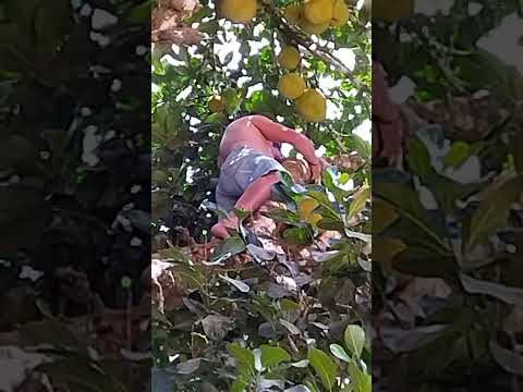 Tirador de Jaca Profissional. Viçosa do Ceará.