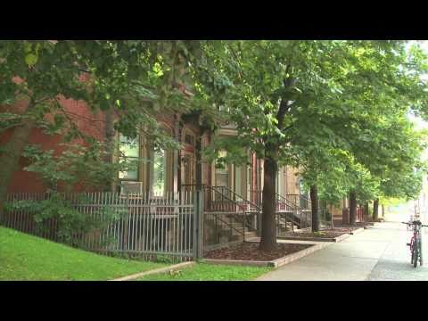 Urban Trees: The Climate-Friendly Gardener