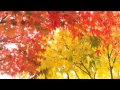 Beautiful Autumn Leaves! Wonju, Korea 