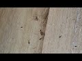 Termite Swarmers Invade the Living Room in Spotswood, NJ