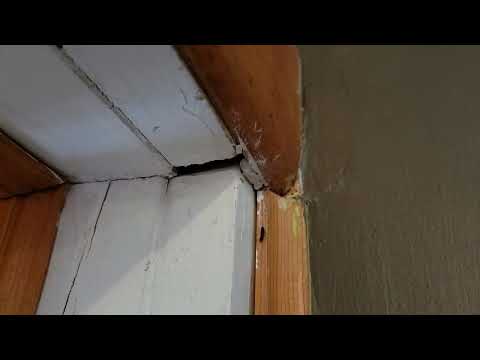 Termite Swarmers Invade the Living Room in Spotswood, NJ
