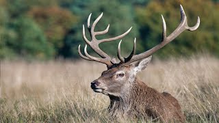 Download lagu Rusa jantan dan rusa betina tua yang hampir punah...#hewan #satwaliar #binatang #rusa #duniahewan mp3 Download lagu Rusa jantan dan rusa betina tua yang hampir punah...#hewan #satwaliar #binatang #rusa #duniahewan mp3