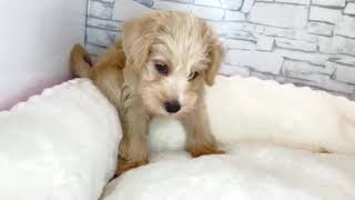 ハーフ犬の動画01