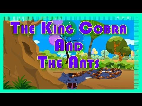 The King Cobra And The Ants - Animated Short Story For Kids