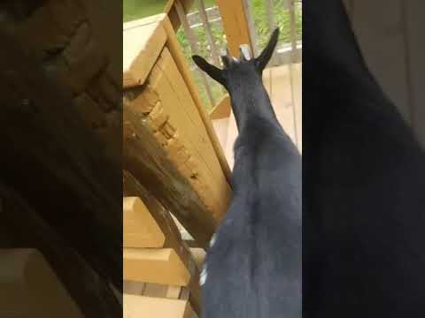 Rooster crows, the fainting goat folds