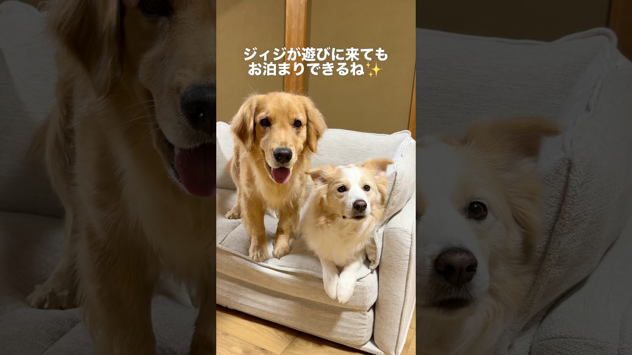 大好きな人がお泊まりに来る準備をしました!!【ボーダーコリー・ゴールデンレトリバー】#shorts