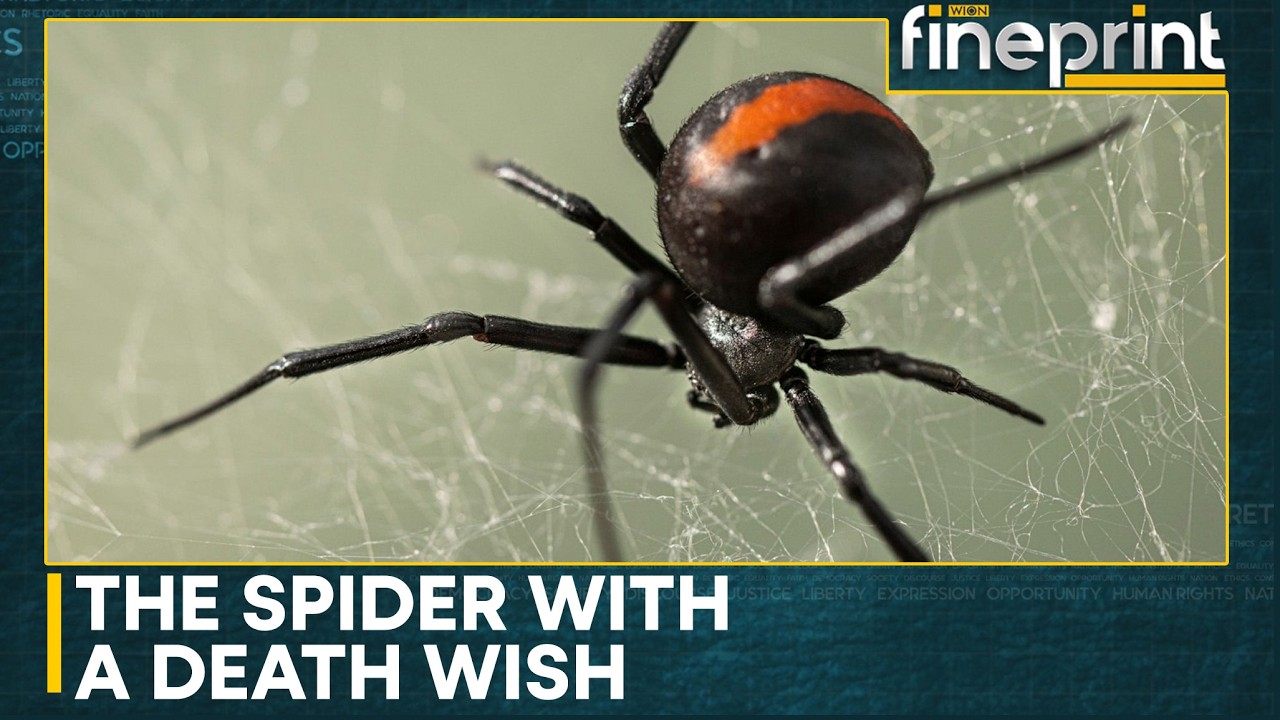 How A Gene Controls The Redback Spider's Death-Defying Leap | WION Fineprint