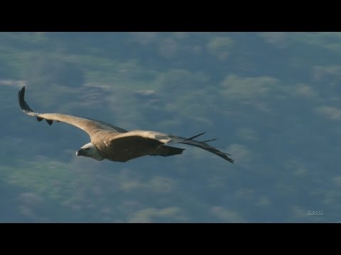 Griffon vultures at Gamla