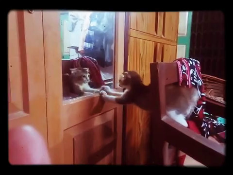 Funny cat .. fighting with mirror reflection .. watch and enjoy