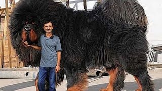 10 САМЫХ ЛУЧШИХ ОХРАННЫХ И СТОРОЖЕВЫХ СОБАК
