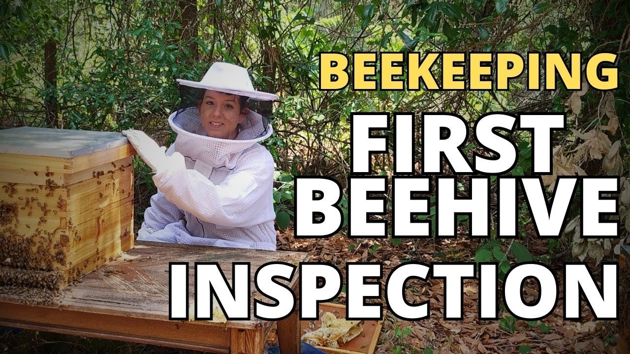 First Beehive Inspection: Step-by-Step Guide & Tips for Beginner Beekeepers #beekeeping #honey #bees