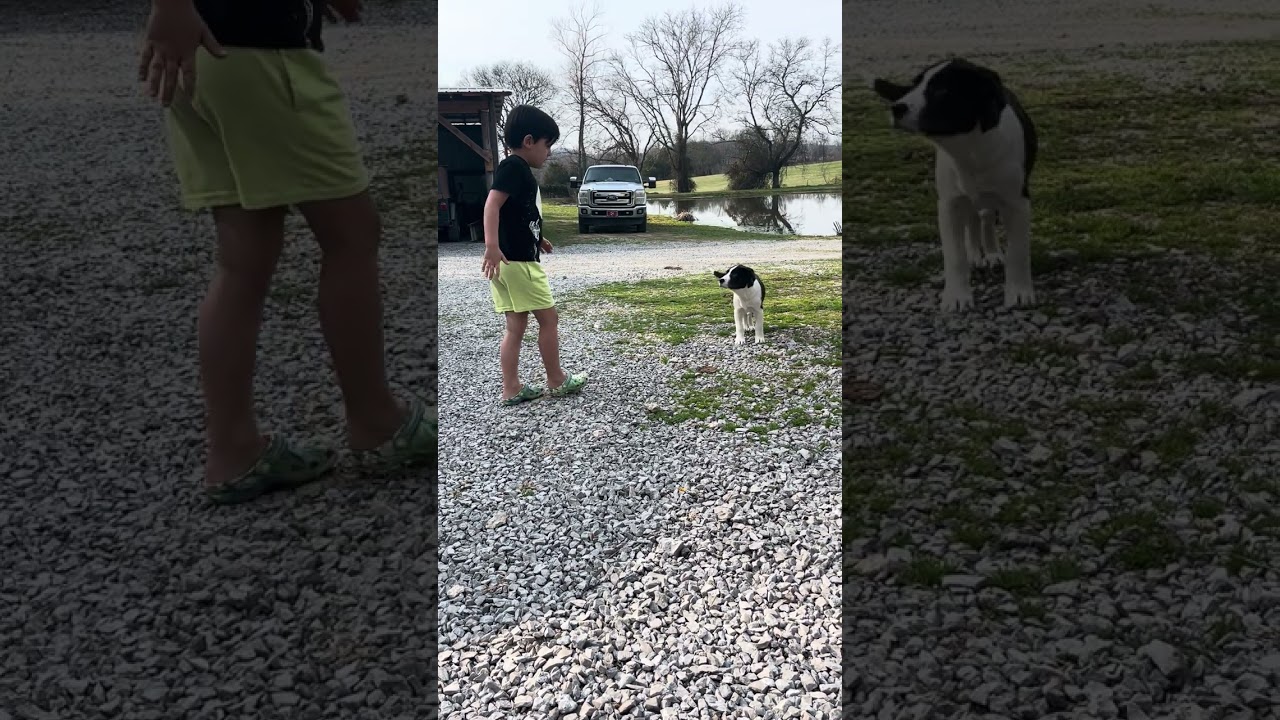 Enlarge Faith, a Adoptable mixed breed in Spring Hill, TN video 6/6