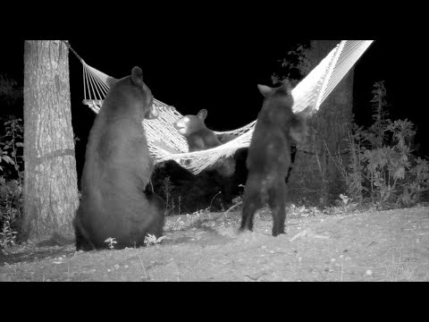 BEAR FAMILY PLAYS on HAMMOCK at Night