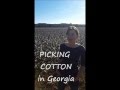 Cotton Field in Georgia