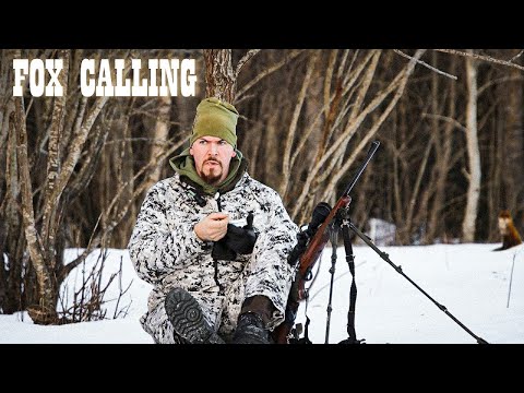 Winter foxcalling