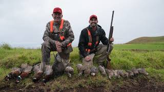 Hawaii Grey & Black Francolin: Benelli and Kent Cartridge Combo