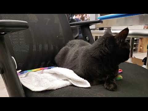 Macbook logic board repair, featuring Blackberry the kitten