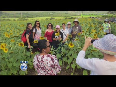Maui farm prepares to harvest first sunflower biofuel crop