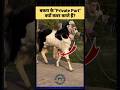 Goat Breeding Is An Art Goat Bakra Goatfarming Breeding Mating Facts Jugaad Trending Shorts