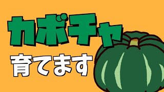 #7【生放送】秋アプデ！ハロウィンに向けてカボチャ🎃を育てるの巻/あつまれどうぶつの森/あつ森【もっちゃん】