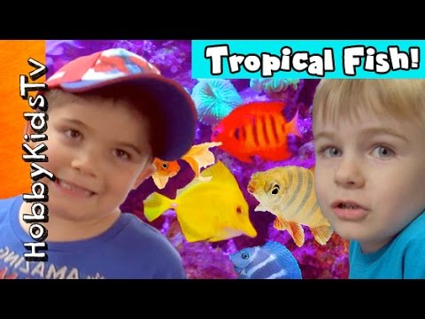 Tropical Fish Aquariums! Angel Puffers and More by HobbyKidsTV