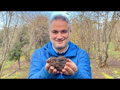 Melbourne: Countryside, Truffle Hunt, Edible Forest, The Lume Show, Pasta Cooking Competition