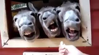 Оочень смешные ослы!))))