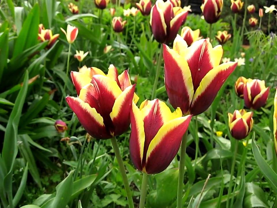 Tulipa 'Gavota'