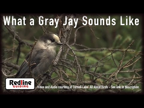 What a Gray or Canada Jay Sounds Like