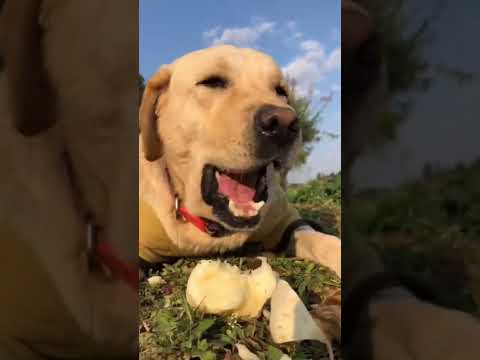 frooti dog 😂 #shorts #frooti #dog #cute #dogs #youtubeshorts