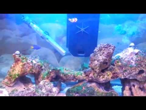 Corals problems - clown fish dying - reef tank