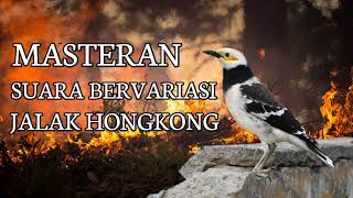Download lagu Masteran Suara Jalak Hongkong mp3