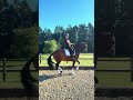 JUMENT LUSITANIENNE GP & SHOW NTERNATIONAL