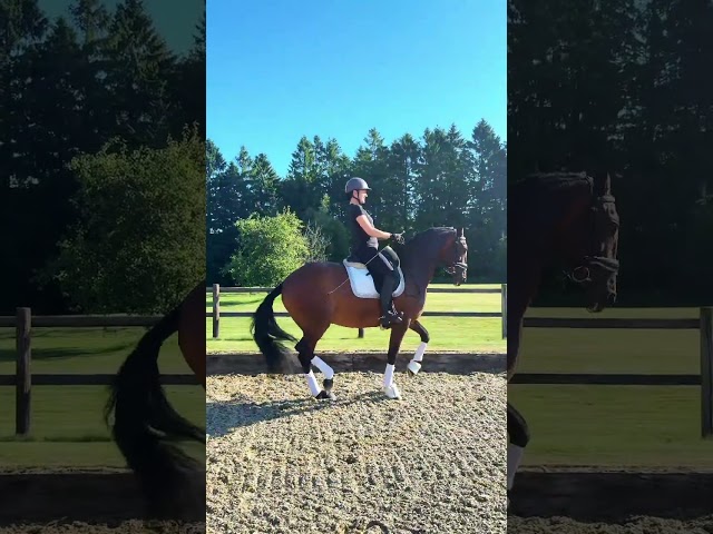 JUMENT LUSITANIENNE GP & SHOW NTERNATIONAL