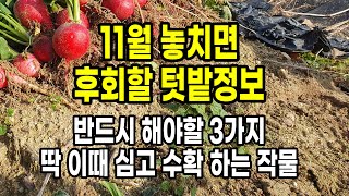 11월 놓치면 후회할 텃밭정보 반드시 해야할 3가지 딱 이때 심고 수확해야 하는 작물 총정리
