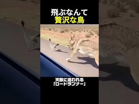 飛ばずに逃げ切るこの鳥、速すぎるｗ