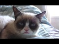 Sleepy Grumpy Cat! 