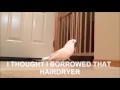 Gotcha With Subtitles By Gotcha The Cockatoo